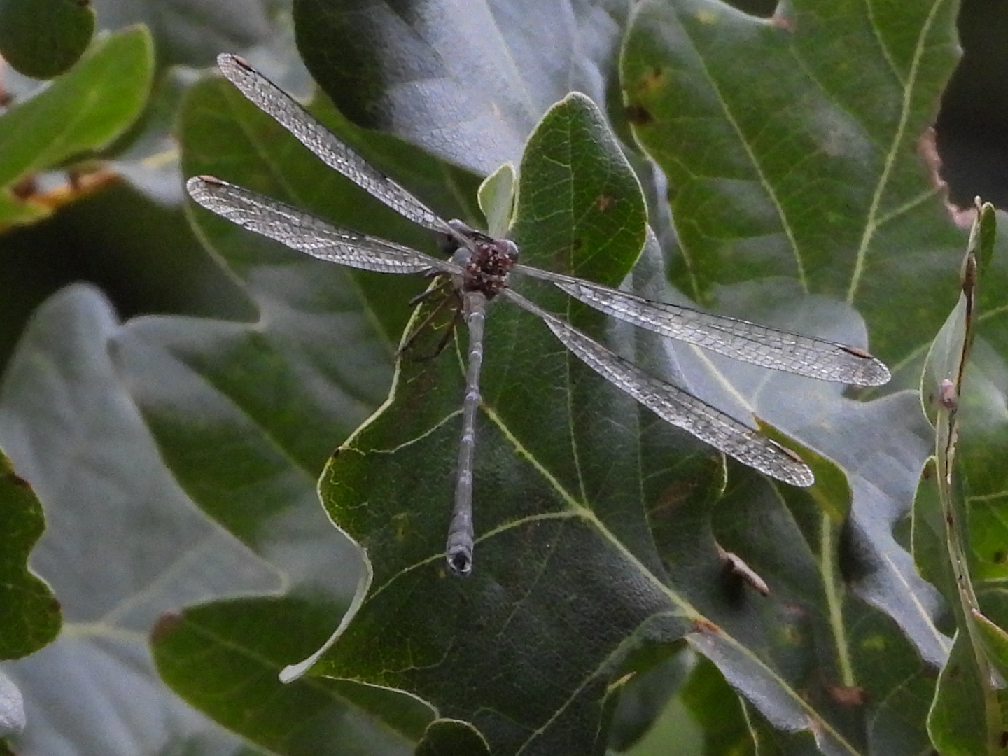 Welke libelle is deze